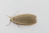 Eilema griseola